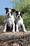BOSTON TERRIER 088